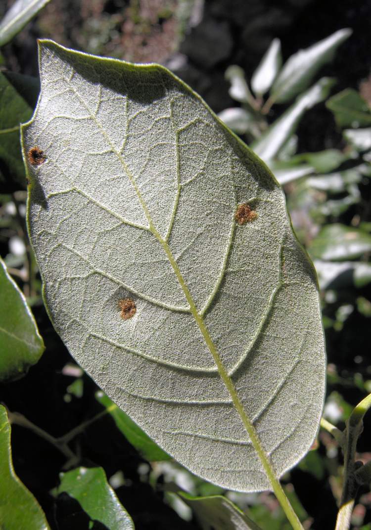 Scientific name: Quercus ilex subsp. ilex - ONLINE BOTANY