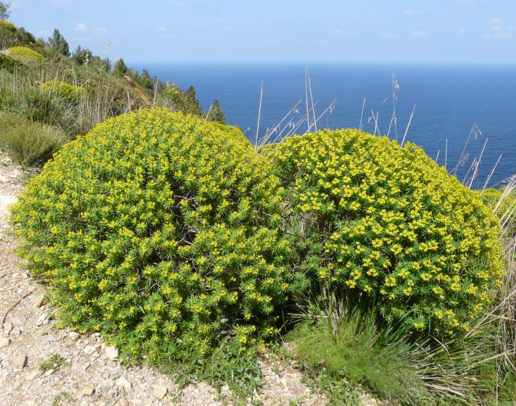 Euphorbia dendroides #